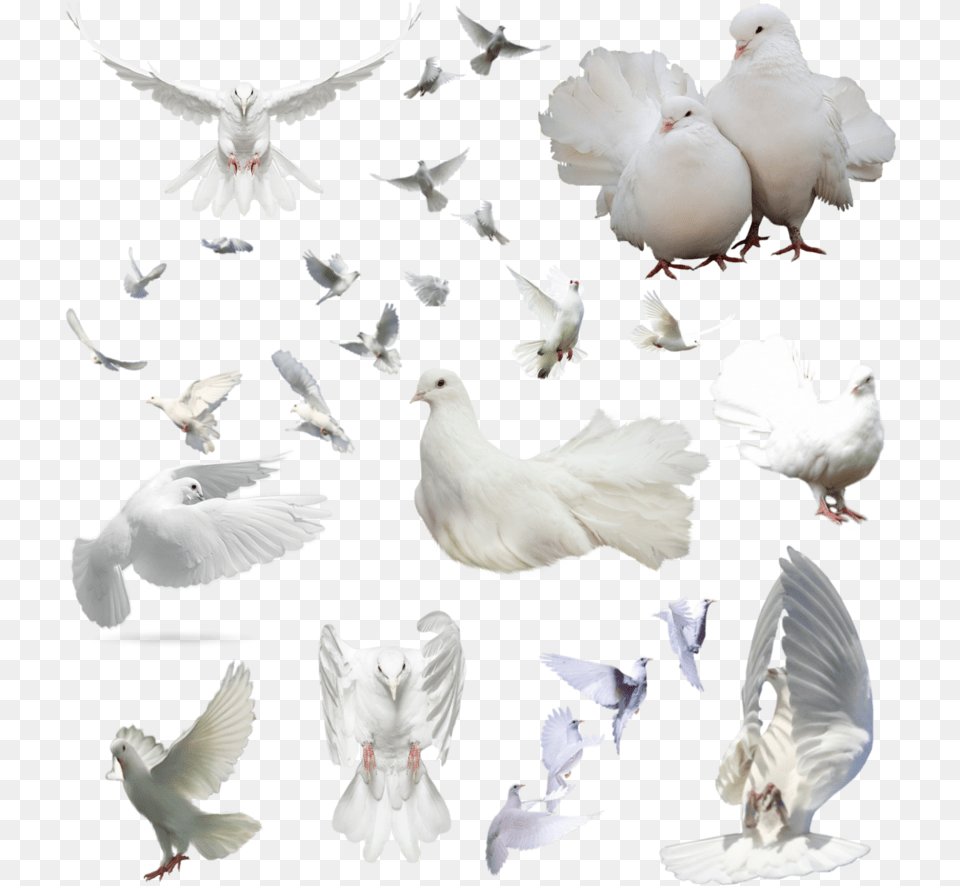 Dove Group Download Dove Group, Animal, Bird, Pigeon Free Transparent Png