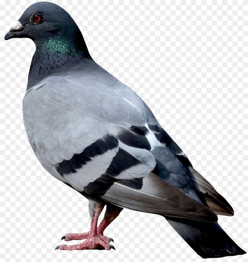 Dove Image, Animal, Bird, Pigeon Png