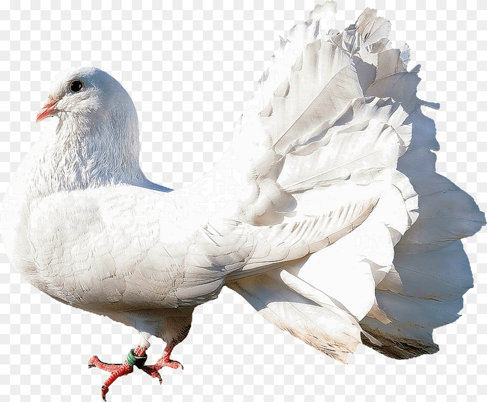Dove Image Dove Birds Hd, Animal, Bird, Pigeon Png