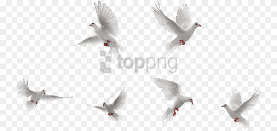 Dove With Background Dove, Animal, Bird, Pigeon Png Image