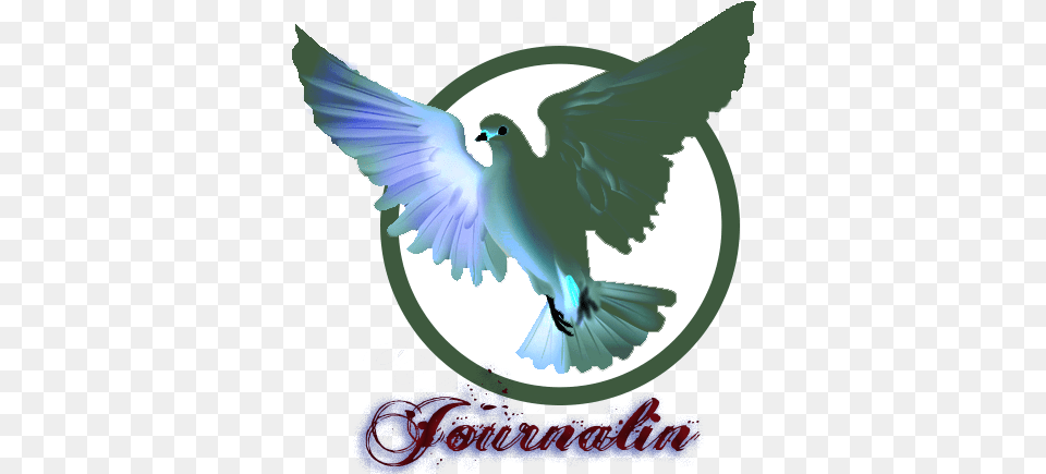 Dove Logo 24 Text Out Trans Smaller Circle U2013 Journalin Snsd, Animal, Bird, Pigeon Free Transparent Png