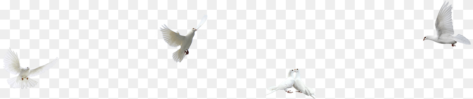 Dove Northern Grey Shrike, Animal, Bird, Flying, Pigeon Free Png