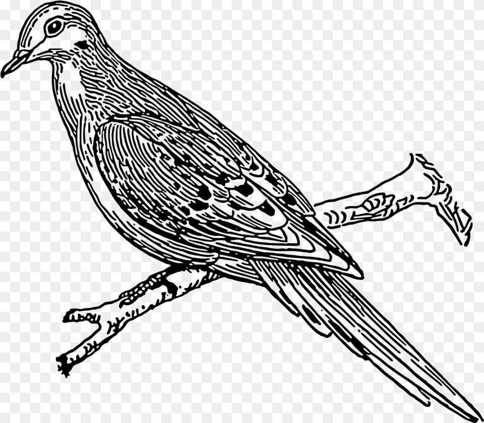 Dove Outline For Cuckoo, Gray Free Png