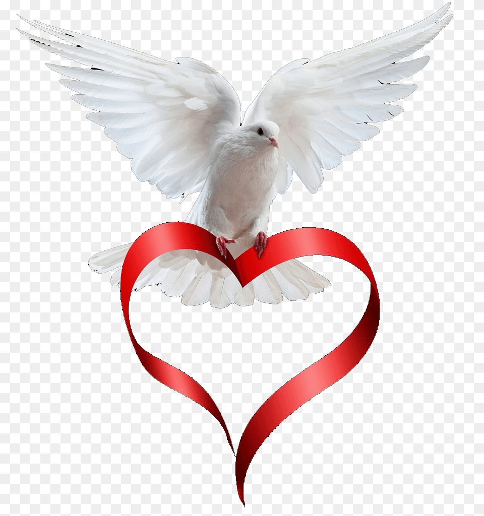 Dove Paloma Animals Love Animation Art Pictures White Dove With Heart Ribbon, Animal, Bird, Pigeon Free Png