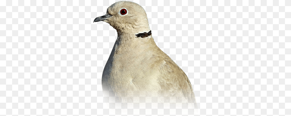 Dove Personality Food U0026 Care U2013 Pet Birds By Lafeber Co American Mourning Dove, Animal, Bird, Pigeon Free Png