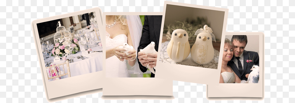 Dove Release For Weddings Pigeons And Doves, Art, Collage, Formal Wear, Adult Png