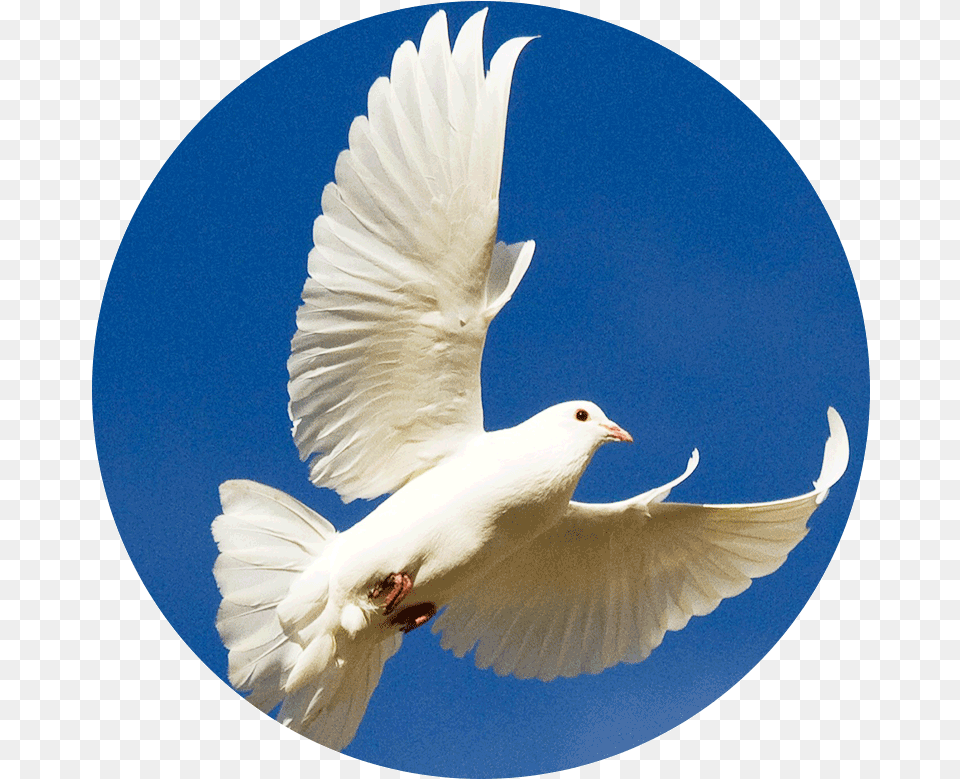 Dove Se Celebra El 21 De Septiembre, Animal, Bird, Pigeon Png Image