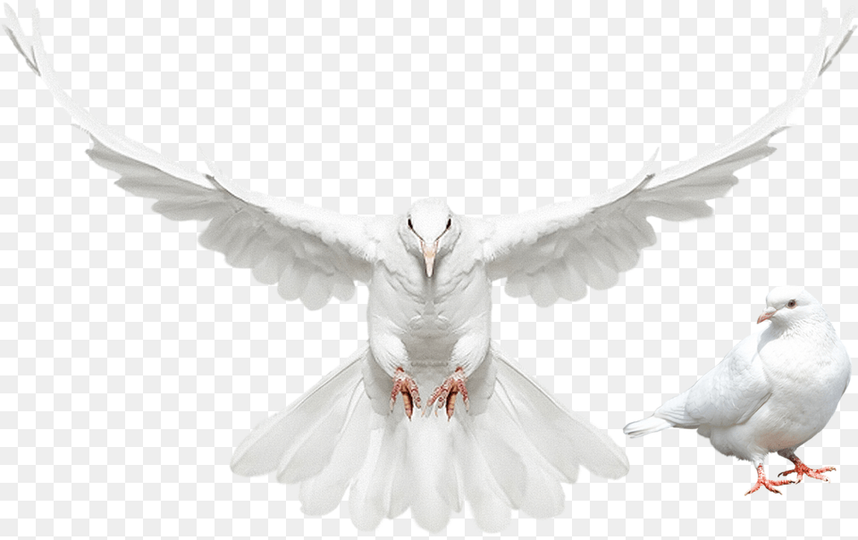Dove Spreading Its Wings, Animal, Bird, Pigeon Free Transparent Png