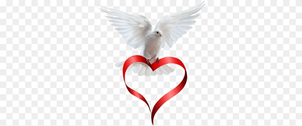 Dove Taube Oiseau Colombe Valentine Valentin Heart Coeur Flying Dove With Red Heart, Animal, Bird, Pigeon Free Png