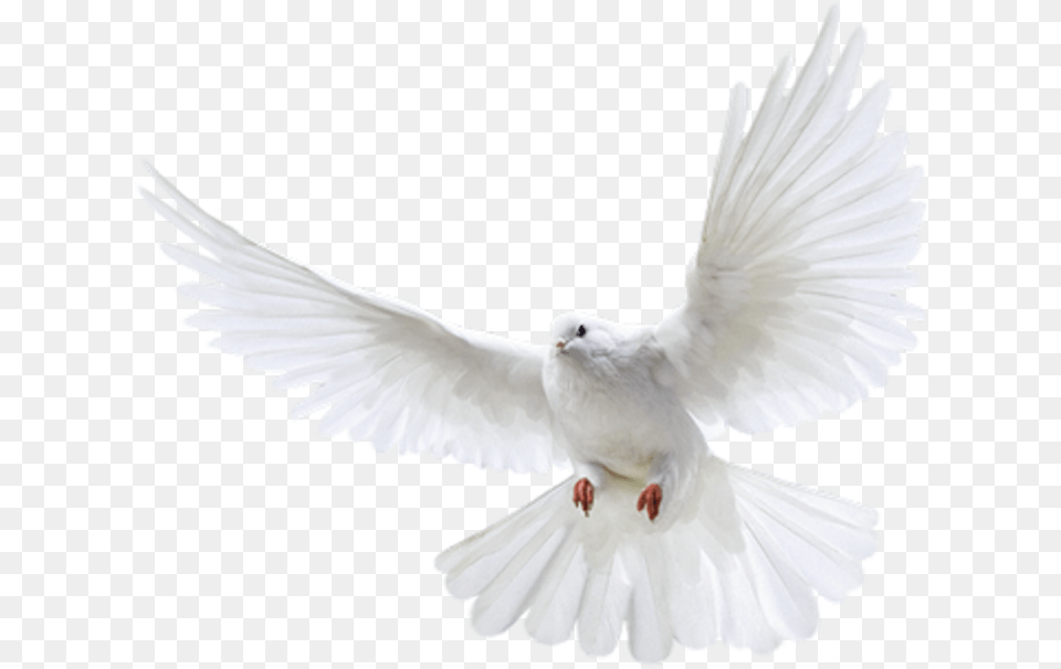 Dove Transparent Background, Animal, Bird, Pigeon Free Png Download