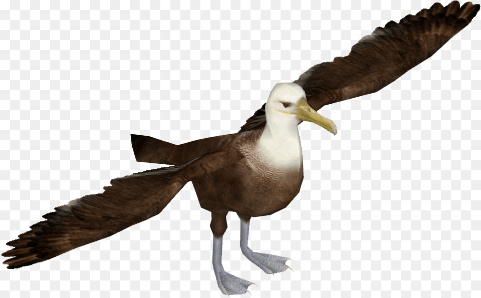 Dove Transparent Background Albatross Image With Albatross Bird Transparent, Animal, Booby Png