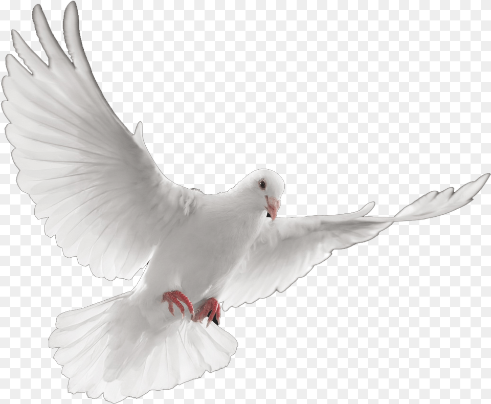 Dove Transparent Death Palomas Blancas En Vuelo, Animal, Bird, Pigeon Png Image