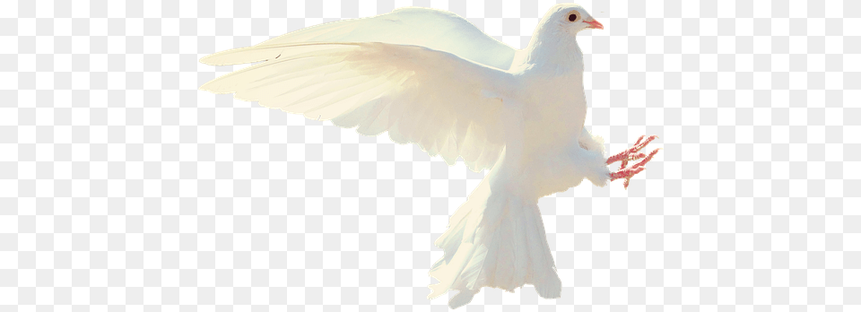 Dove Transparent Image, Animal, Bird, Pigeon Free Png