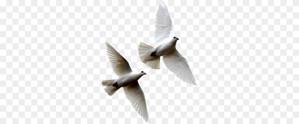 Dove Transparent Pictures, Animal, Bird, Pigeon Png