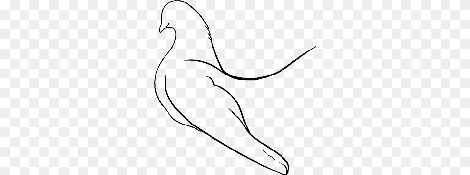 Dove Vector, Gray Free Png