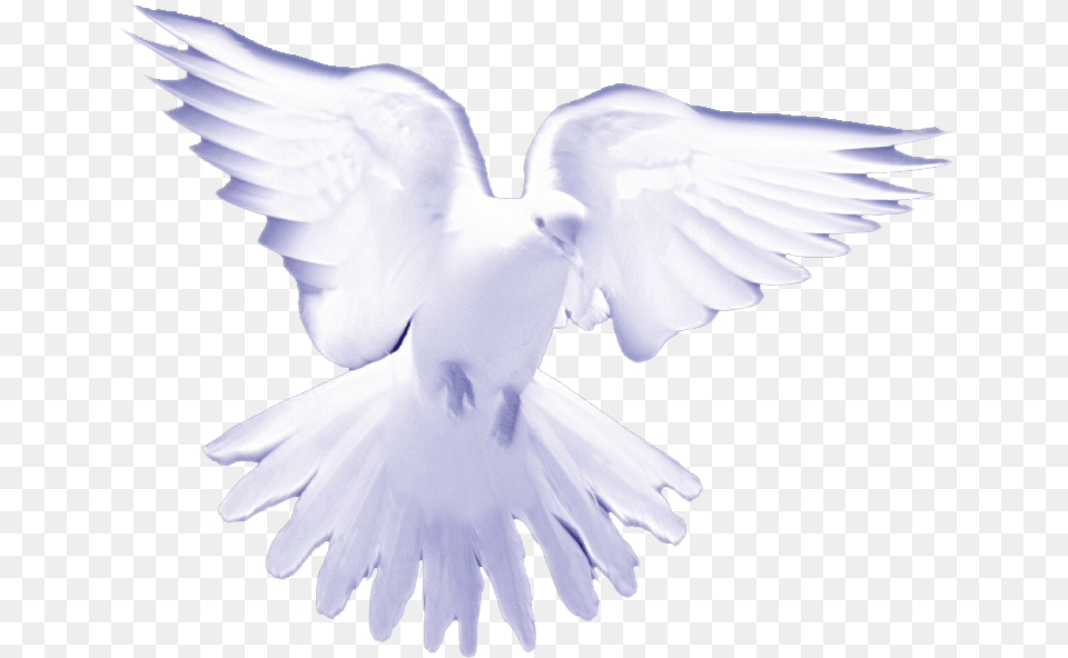 Dove White Birds On Heaven Image With No Transparent Holy Spirit, Animal, Bird, Pigeon Free Png Download