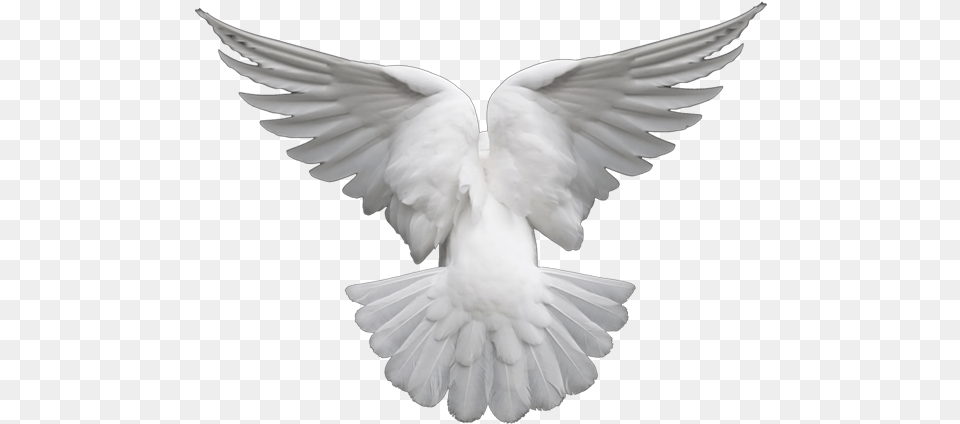 Dove White Dove, Animal, Bird, Pigeon Png