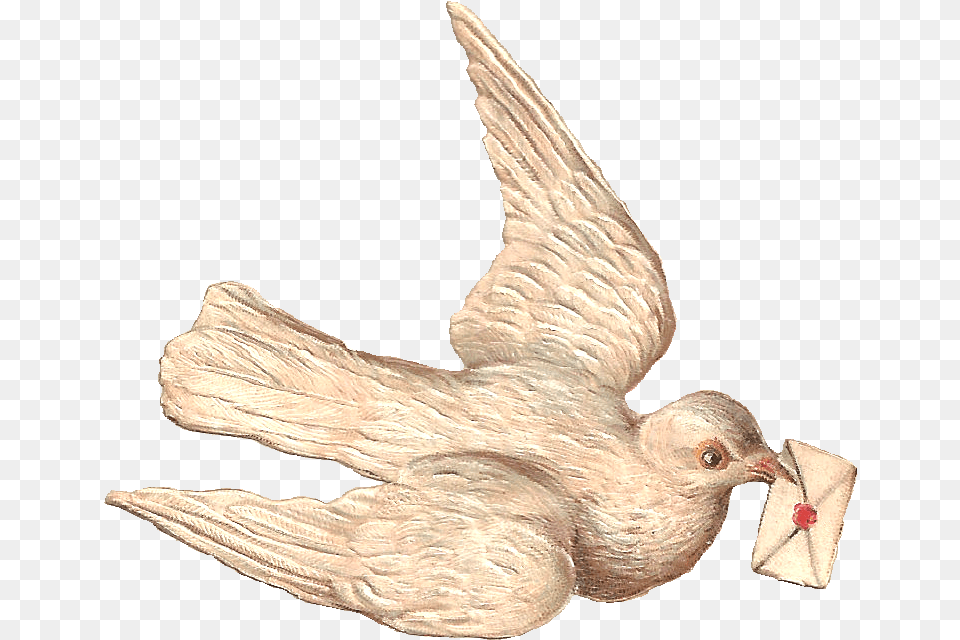 Dove With A Letter Sending Letter Through Birds, Animal, Bird, Pigeon Png Image