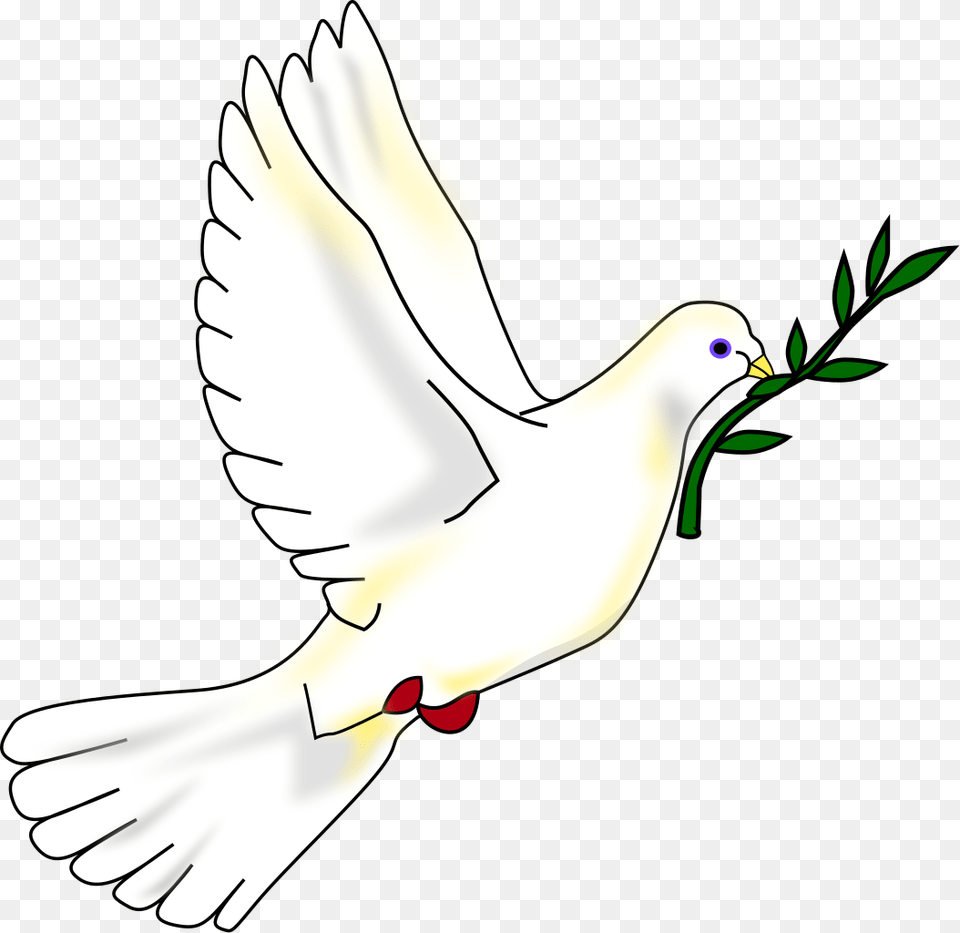 Dove With Olive Branch, Animal, Bird, Pigeon Free Png