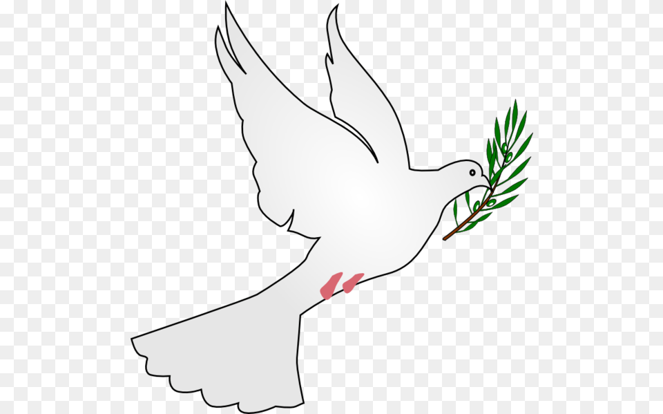 Dove With Olive Branch Dove With Leaf In Its Mouth, Animal, Bird, Pigeon, Person Free Png Download
