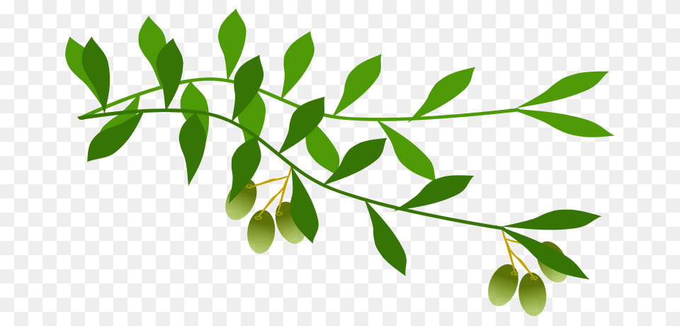 Dove With Olive Leaf Clip Art, Green, Herbal, Herbs, Plant Free Png Download