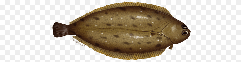 Dover Sole Common Sole, Animal, Fish, Sea Life, Halibut Free Png
