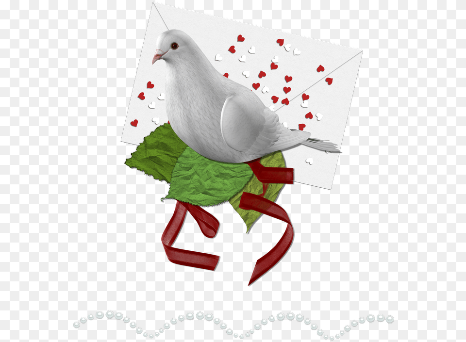 Doves, Animal, Bird, Pigeon, Dove Free Png