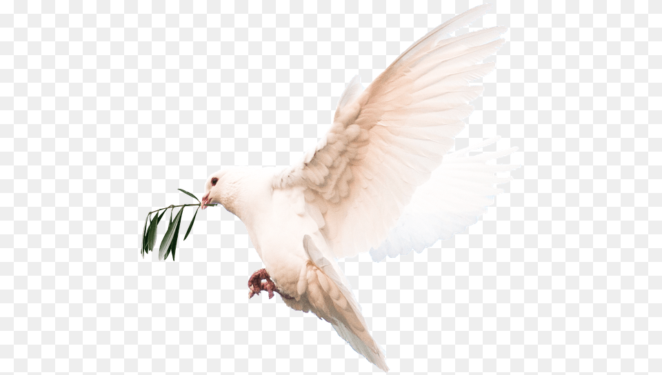 Doves, Animal, Bird, Pigeon, Dove Free Png Download