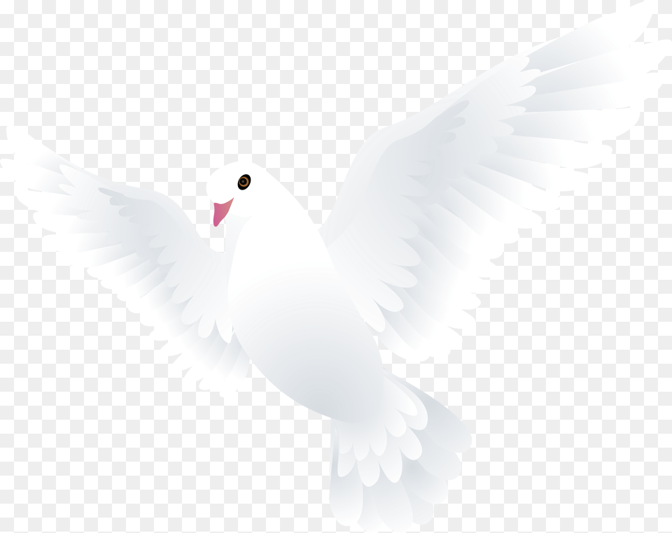 Doves, Animal, Bird, Pigeon, Dove Free Png Download