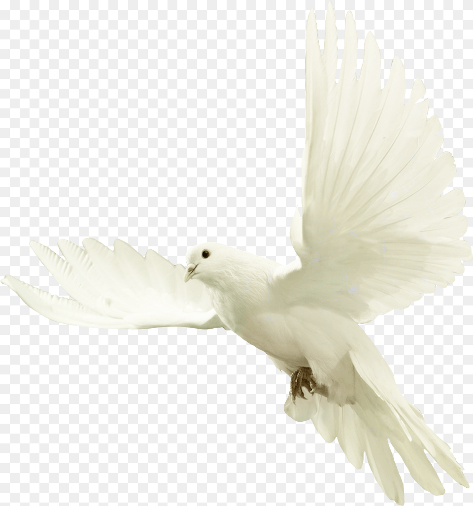 Doves Bird For Picsart Hd, Animal, Pigeon, Dove Free Png Download