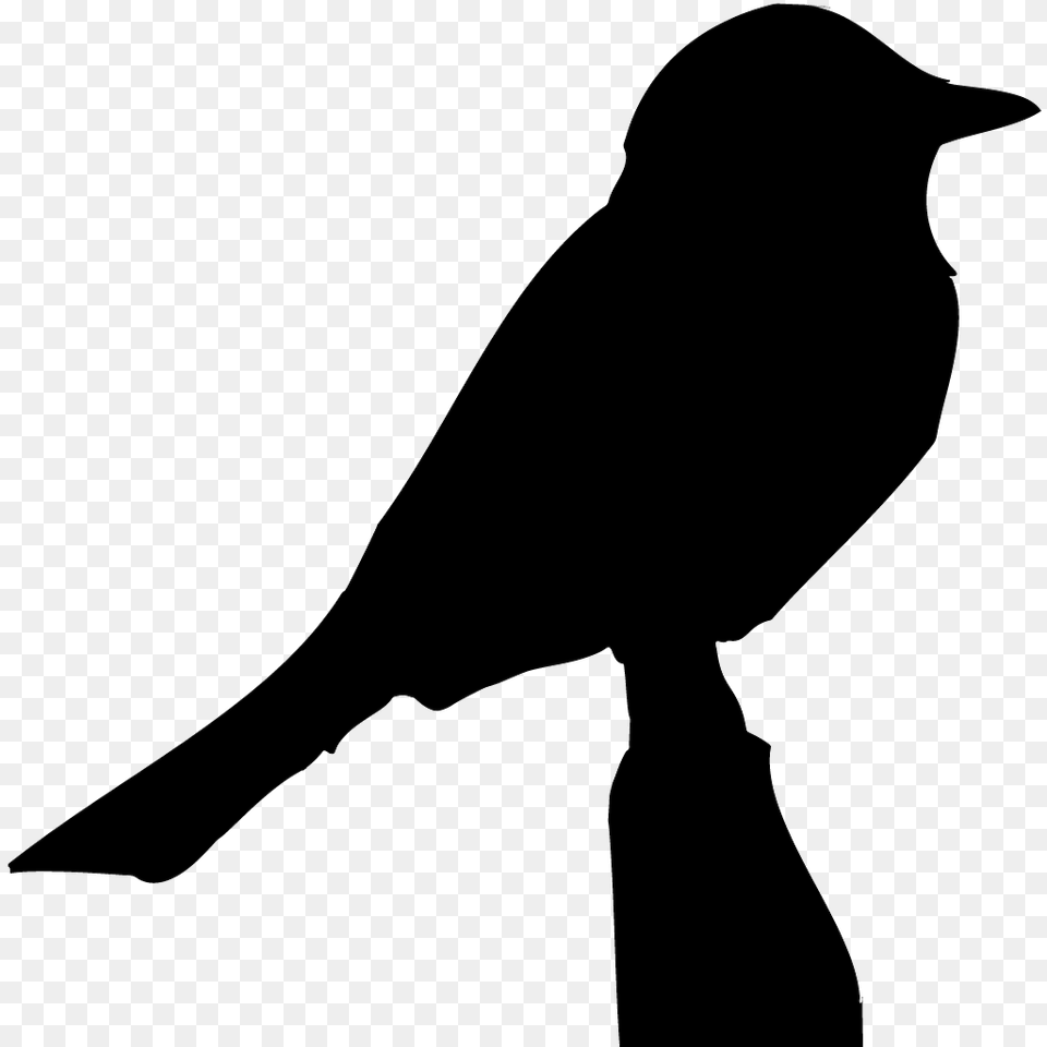 Doves Browse, Animal, Bird, Blackbird, Silhouette Free Png