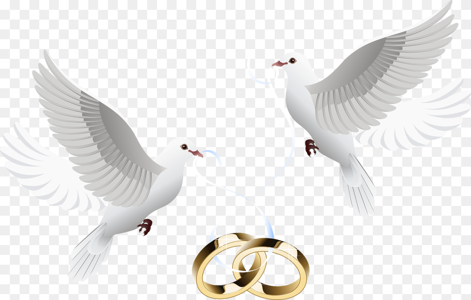 Doves Clipart Wedding Invitation Wedding Doves With Rings, Animal, Bird, Seagull, Waterfowl Free Png Download