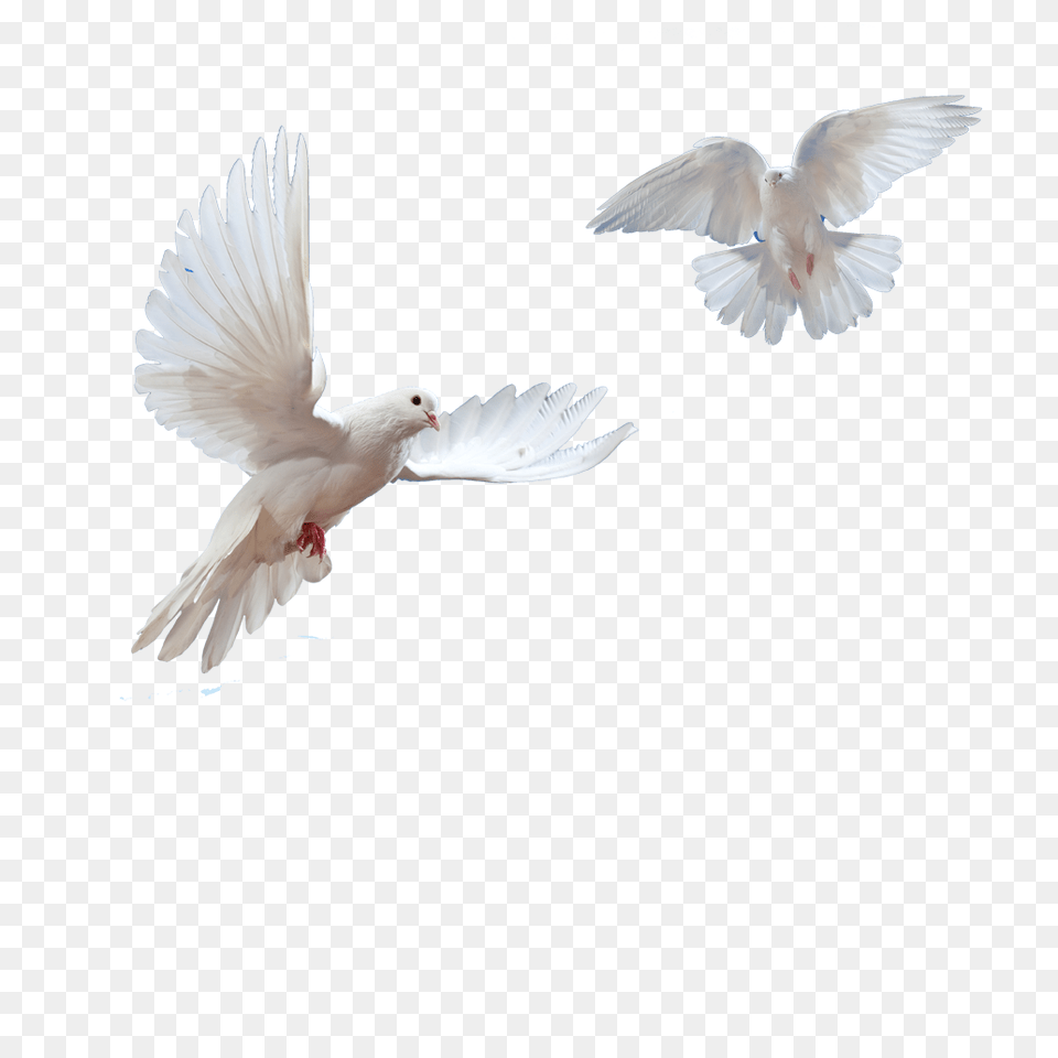 Doves Flying In Sky, Animal, Bird, Dove, Pigeon Free Png Download