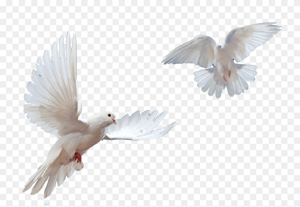 Doves Flying In Sky Flying Bird Dove, Animal, Pigeon Free Png Download