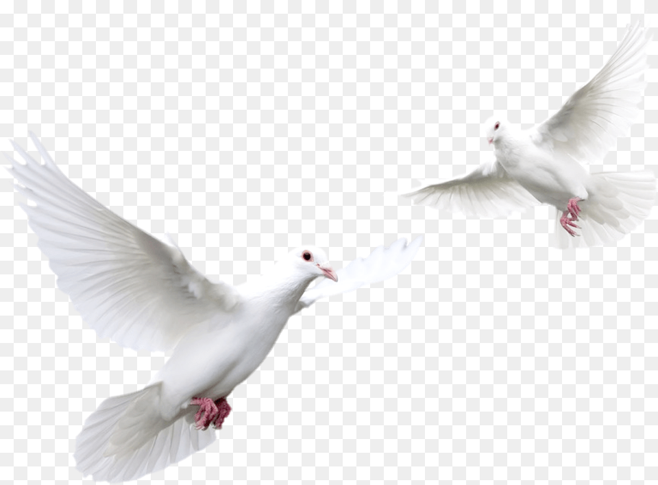 Doves Flying White Doves, Animal, Bird, Pigeon, Dove Free Png Download