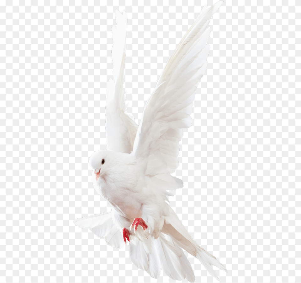 Doves Images Transparent Background Dove Birds, Animal, Bird, Pigeon Free Png