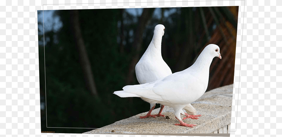 Doves Love Birds Images Hd, Animal, Bird, Dove, Pigeon Free Png Download