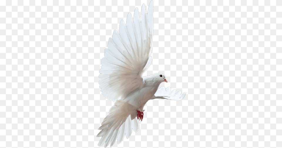 Doves Clipart Rock Dove, Animal, Bird, Pigeon Free Transparent Png