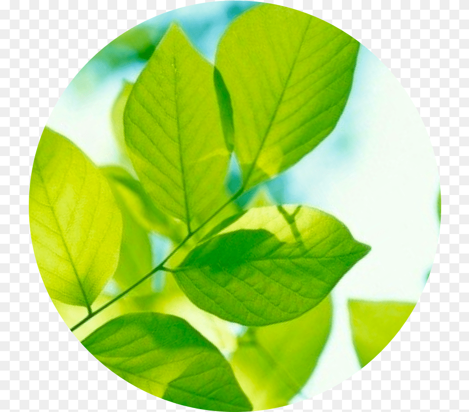 Dow Chemical Company Sweet Birch, Green, Leaf, Photography, Plant Free Png
