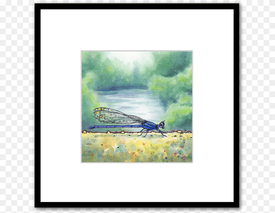 Down By The River Blue Damselfly Watercolor Painting Picture Frame, Animal, Insect, Invertebrate, Dragonfly Png Image