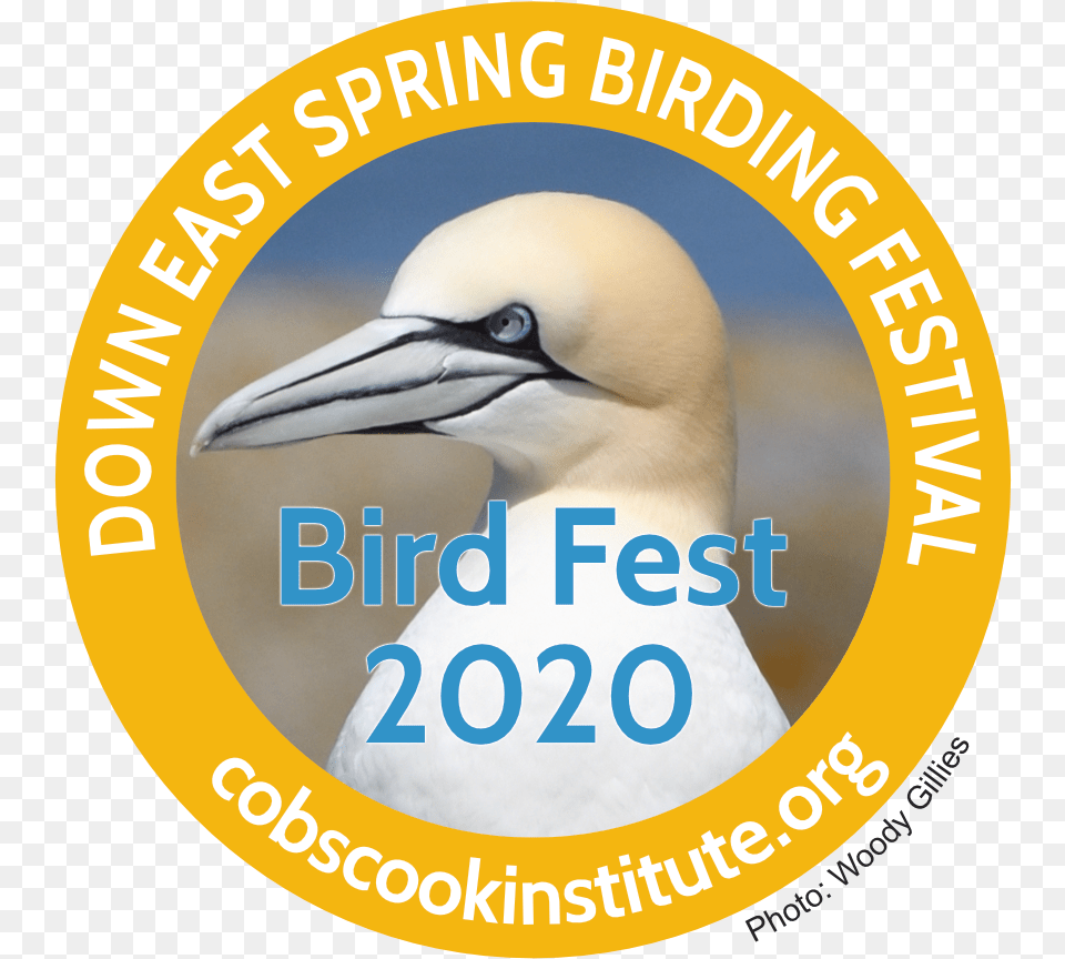Down East Spring Birding Festival Confucius Institute, Animal, Bird, Booby, Beak Free Transparent Png