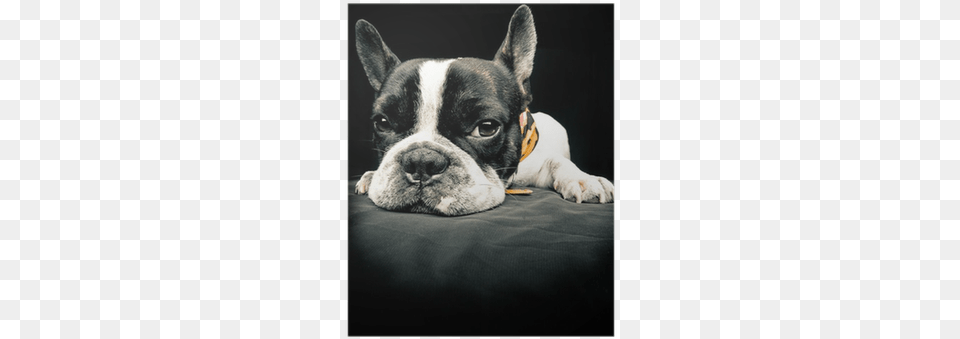 Down Syndrome French Bulldog, Animal, Canine, Dog, French Bulldog Png