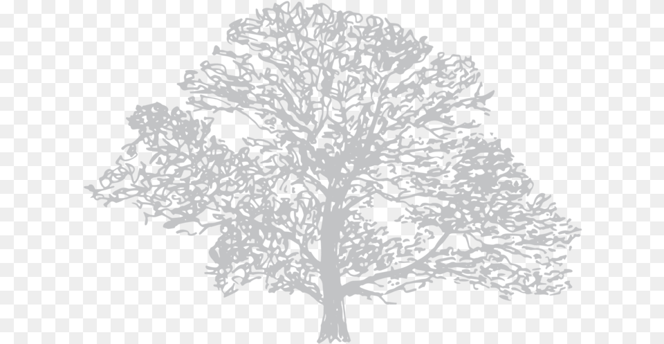 Down To Earth Illustration 4 Silver Birch Draw A Mountain Ash Tree, Plant, Art, Drawing, Nature Free Png Download