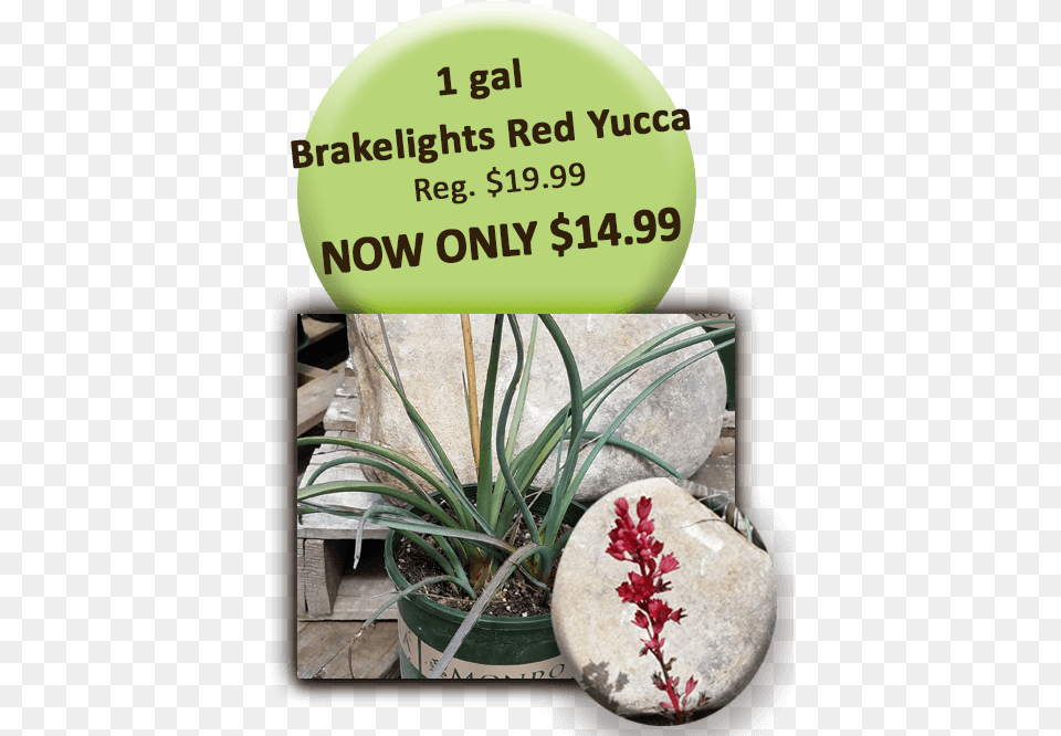 Download 1 Gal Brakelights Red Yucca Signage, Plant, Flower, Agavaceae, Potted Plant Png