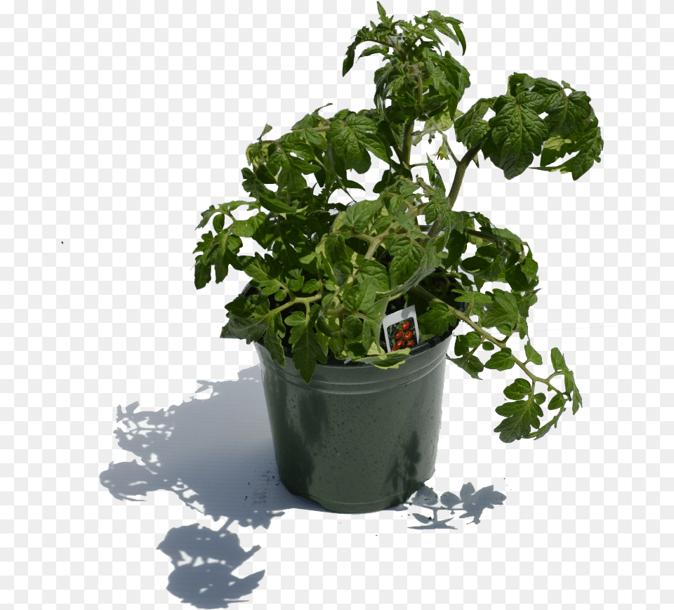 Download 1 Gal Tomatoe Plant Flowerpot, Flower, Geranium, Herbs, Potted Plant Png Image