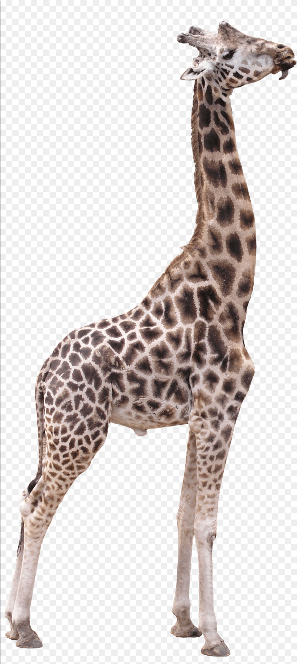 Download 15 Giraffe Transparent For Giraffe Image Transparent Background, Animal, Mammal, Wildlife Png