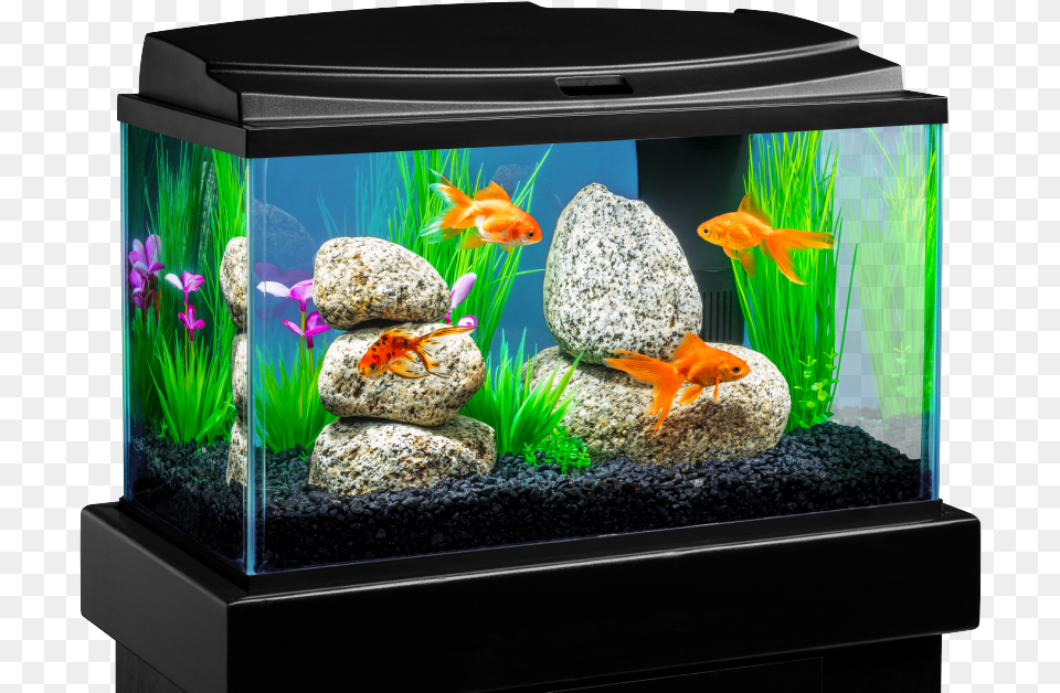 Download 18 Gallon Fish Tank Image With No Background Fish Tank Transparent Background, Animal, Aquarium, Sea Life, Water Free Png