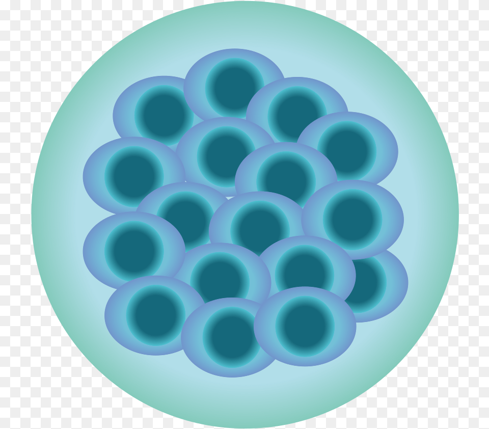 Download Mouse Embryo Morula Morula, Sphere, Pattern, Disk, Turquoise Png Image