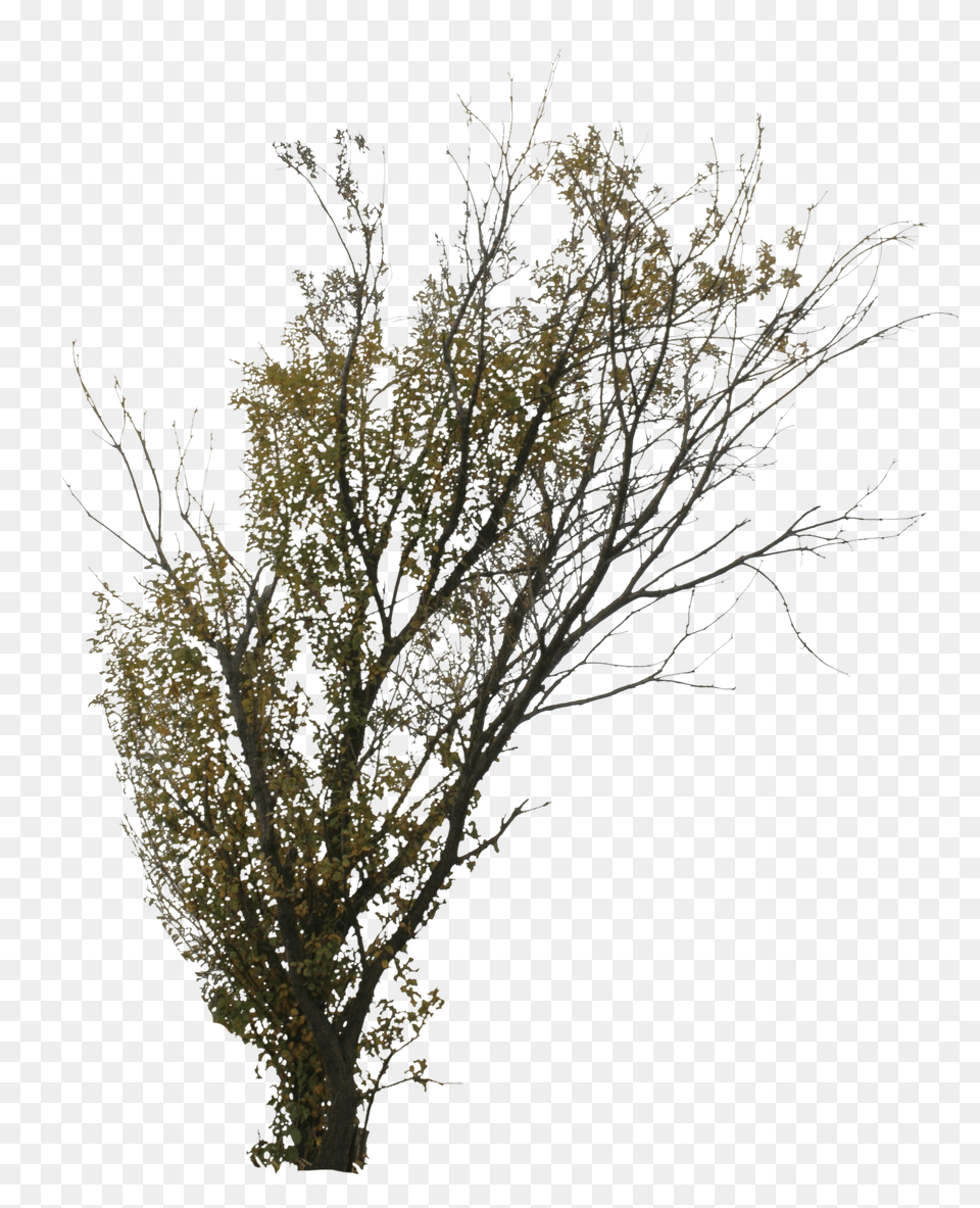 2d Trees Autumn Transparent Birch Trees Autumn Tree In Free Png Download