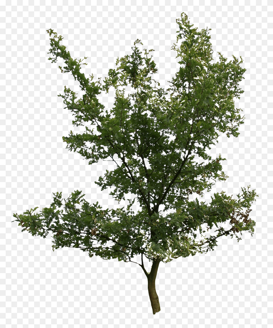 Download 2d Trees Pond Pine With No Background Alder Birch, Leaf, Oak, Plant, Sycamore Png Image